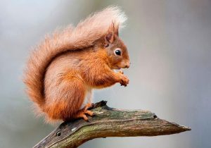 رها سازی ۱۱ سنجاب ایرانی در طبیعت استان لرستان