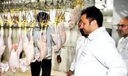 کشتارگاه طرحان مرغ کوهدشت به بهره‌برداری می‌رسد