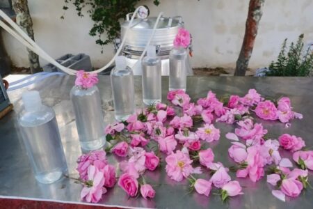 ثبت آیین گلاب‌گیری بروجرد در فهرست رویدادهای گردشگری ایران