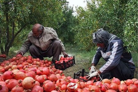 زیرتنگ سیاب؛ متمرکزترین انارستان ایران با پیشینه‌ای ۱۸۰۰ ساله در لرستان