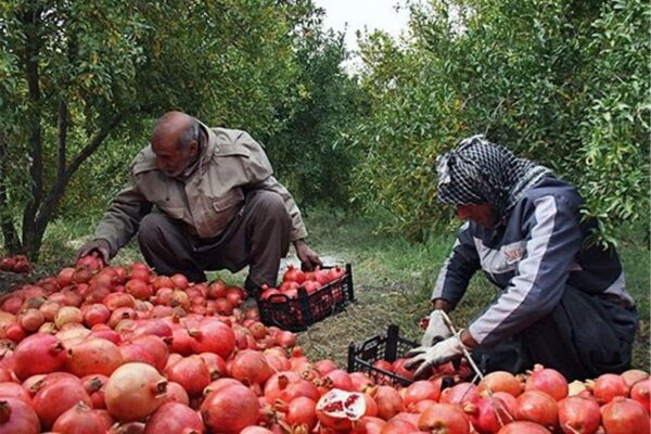 زیرتنگ سیاب؛ متمرکزترین انارستان ایران با پیشینه‌ای ۱۸۰۰ ساله در لرستان