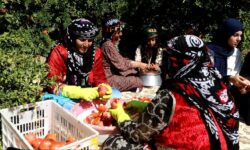 جشنواره انار کوهدشت؛ تلفیقی از فرهنگ، اقتصاد و طبیعت لرستان